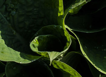 Close-up of wet leaves