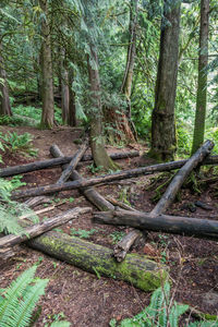 Trees in forest