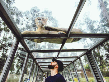 Low angle view of man looking through window in zoo