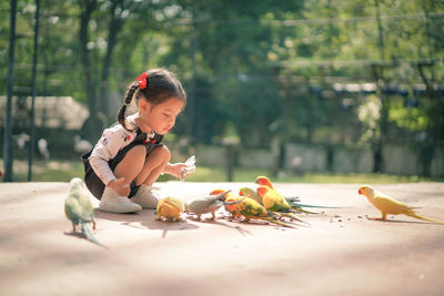 Cute girl looking at birds eating food on footpath against trees at park