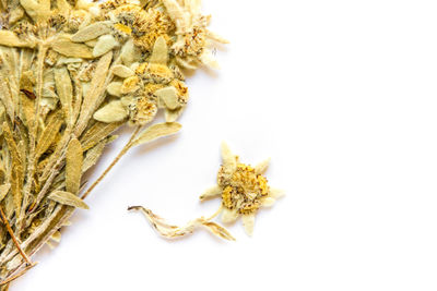 High angle view of dry flowers against white background