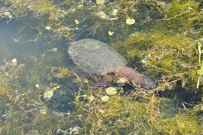 High angle view of turtle in sea