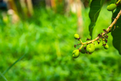 Close-up of fruits on tree