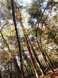 Low angle view of trees against sky