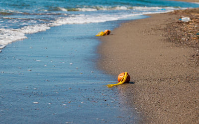 Close-up of crab on beach