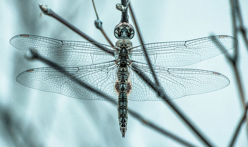 Close-up of dragonfly