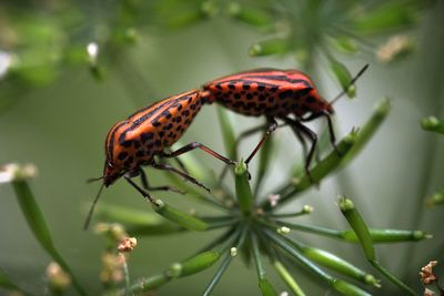 Close-up of insect on plant