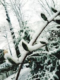 Close-up of frozen plant during winter