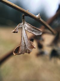 Close-up of dry leaves