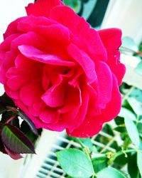 Close-up of flower blooming outdoors