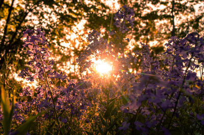 Sunlight streaming through purple flowers during sunset