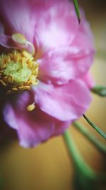 Close-up of yellow flower blooming outdoors