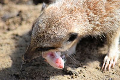 Close-up of meerkat eating rodent on rock