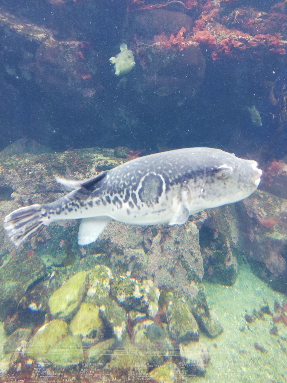 VIEW OF FISH SWIMMING IN SEA