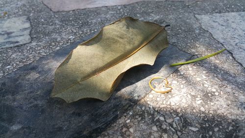 High angle view of dry leaf on rock