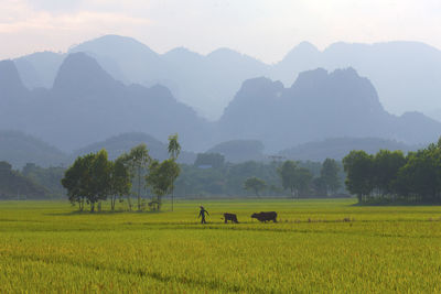 Scenic view of agricultural field against mountains