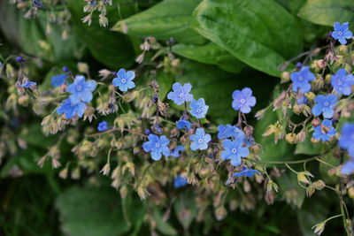 Close-up of purple hydrangea flowers blooming outdoors