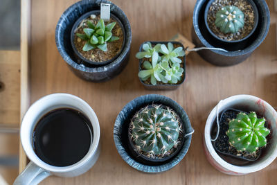 High angle view of potted plants and coffee on table