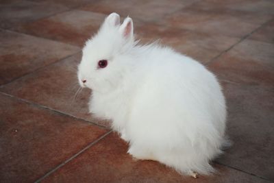 Portrait of white cat sitting on floor