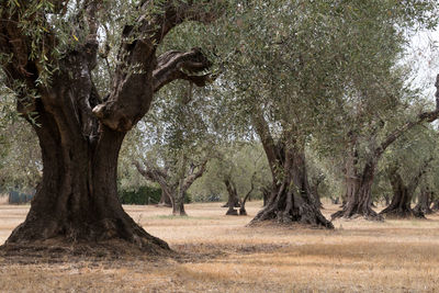 Trees on landscape