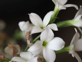 Close-up of white flowering plant