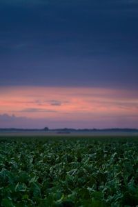 Scenic view of field against sky during sunset