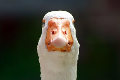 Close-up portrait of goose