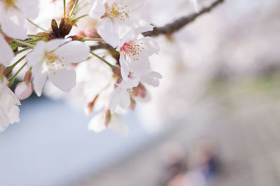 High angle view of white flowers blooming in park