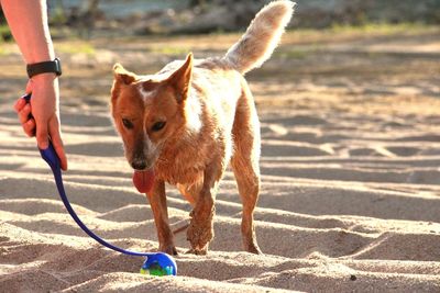 Playing a game of fetch on a sandy river 