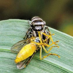 Close-up of insect on yellow flower