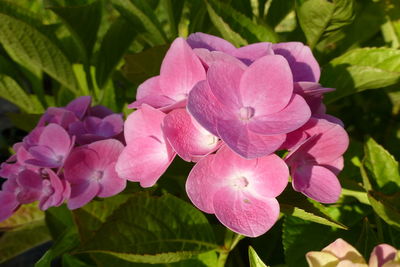 Close-up of pink flowers