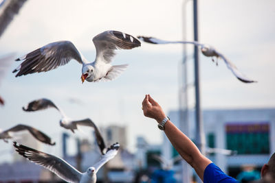 Cropped hand of person feeding seagull against sky