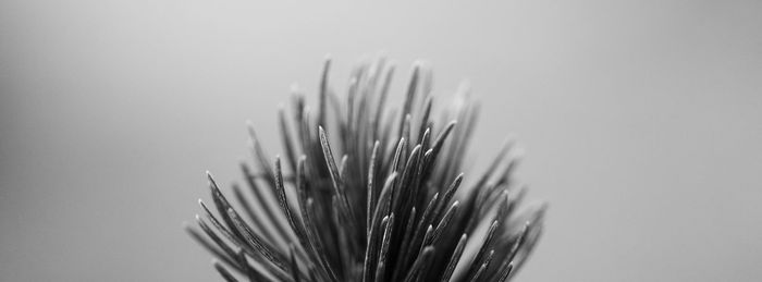 Close-up of plants against white background