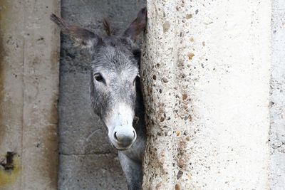 Close-up of a horse