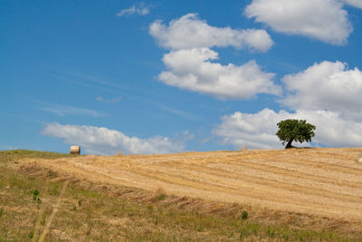 Scenic view of agricultural field against sky