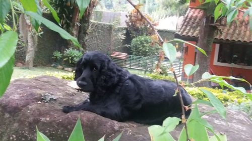 Close-up of black dog against plants