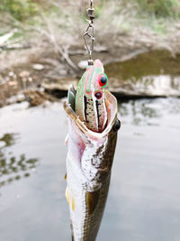 Close-up of fish in lake