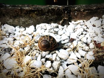 Close-up of snail