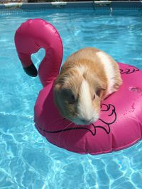 High angle view of guinea pig  swimming in pool