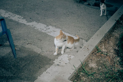 High angle view of a dog on road