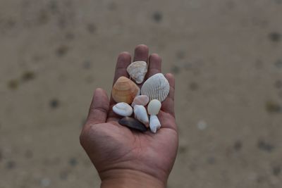 Close-up of hand holding shells on sand