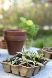 Seedlings in box