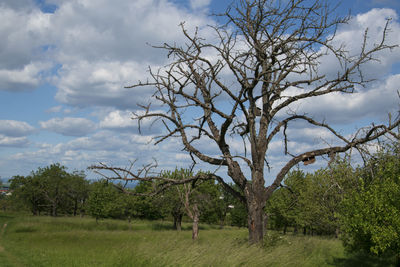 Bare trees on field against sky