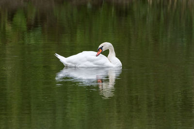 Swan swimming in lake