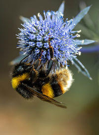 Close-up of bee pollinating on flower