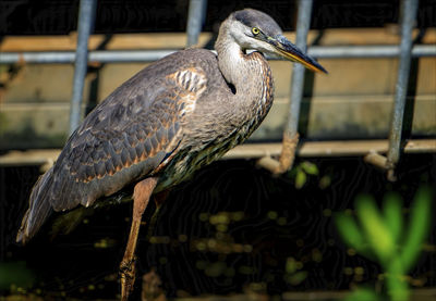 Blue heron in a pond next to a storm drain