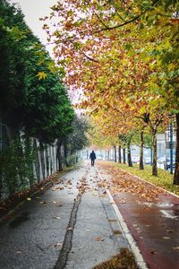 Rear view of person on road amidst trees during autumn