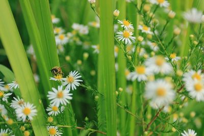 Close-up of bee pollinating on fresh white daisy flowers