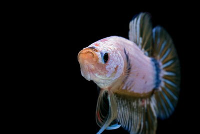 Close-up of fish underwater