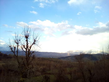 Bare tree on landscape against sky